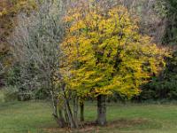 Gelber Herbstbaum neben kahlen Bäumen bei Aschau
